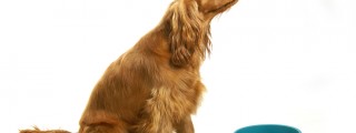 Spar op til 3.500 om året på hundefoder SONY DSC