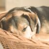 Kig efter disse 3 typer hundekurve animal-1853834_1280
