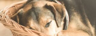 Kig efter disse 3 typer hundekurve animal-1853834_1280